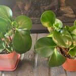 Peperomia magnoliifoliaList