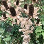 Eryngium giganteum Habit