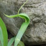 Arisaema tortuosum ശീലം