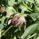 Trifolium fucatum 花