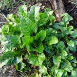 Beta vulgaris Costuma