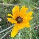 Helianthus salicifolius പുഷ്പം