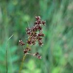 Juncus acutiflorus Meyve