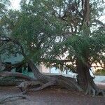 Ziziphus spina-christi Yeri