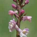 Gymnadenia odoratissima 花