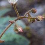 Sedum monregalense Övriga