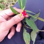 Cuphea appendiculata ফুল