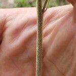 Delphinium carolinianum പുറംതൊലി