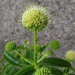 Cephalanthus occidentalis Кветка