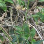 Tridax procumbens Gyümölcs