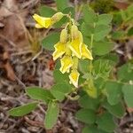Astragalus frigidus ফুল