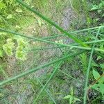 Juncus torreyi Leaf