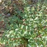 Sanguisorba verrucosa Lapas