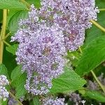 Ceanothus × delileanus