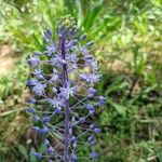 Scilla hyacinthoides Flor