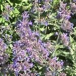 Nepeta grandiflora Blodyn