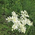 Filipendula vulgaris Кветка