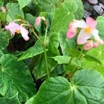 Begonia chitoensis Flor