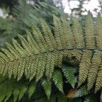 Arthropteris orientalis Fruit