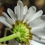 Leucanthemum adustum Blomma