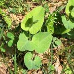 Aristolochia paucinervis Blad