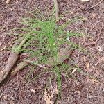 Equisetum pratense Лист