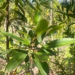 Cunonia capensis Hoja