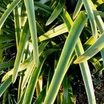 Nerine bowdenii Leaf