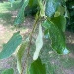 Tilia cordata Lehti