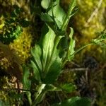 Hieracium amplexicaule Blatt