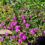 Spergula purpurea Квітка