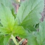 Ageratum conyzoides Лист