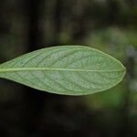 Chassalia gaertneroides Hoja
