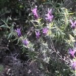 Lavandula pedunculata Цветок