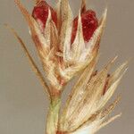 Juncus rechingeri Frucht