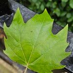 Platanus × hispanica Blad