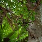 Ficus racemosa Fruit