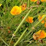 Eschscholzia californica Fruit