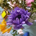 Anemone coronaria Flor