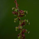 Phyllanthus acidus Annet