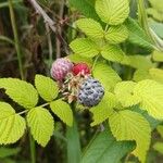 Rubus niveus Плод