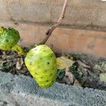 Morinda citrifolia Fruit