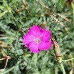 Dianthus gratianopolitanusBlüte