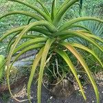 Aloe helenae