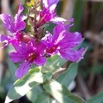 Lythrum salicariaFlower