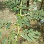 Vachellia tortilisLeaf