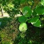 Cotinus coggygria Leaf