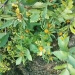 Bidens tripartita 整株植物