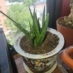 Sansevieria bacularisFolla