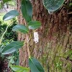 Anthurium scandens Flor